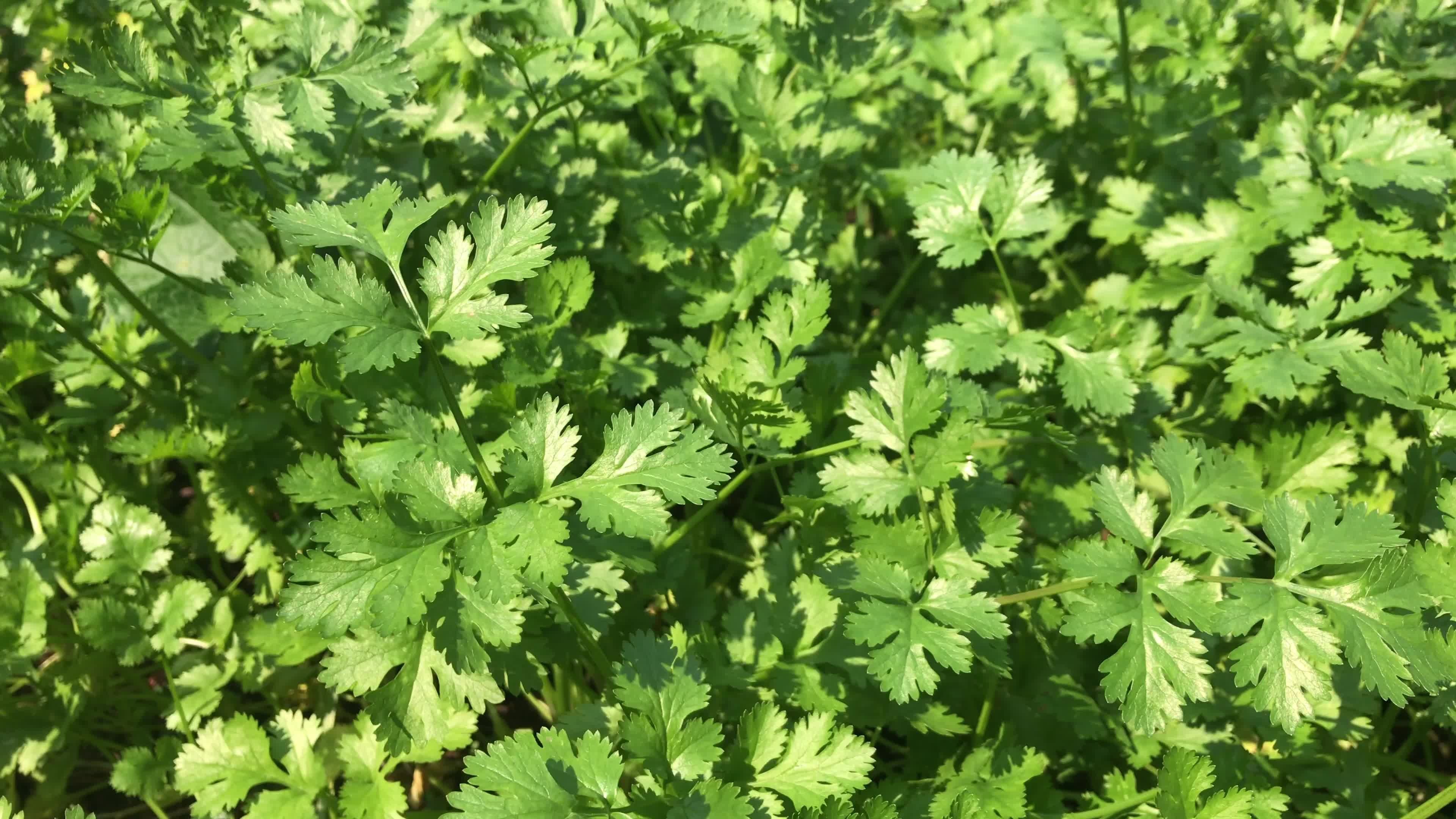 3840x2160 Cilantro Wallpaper