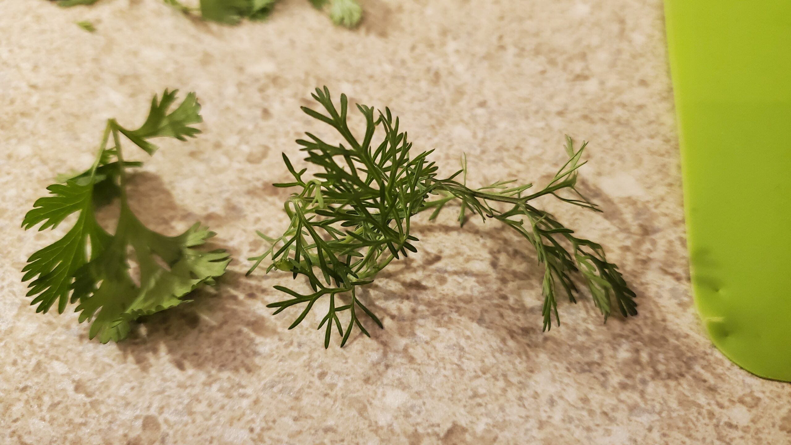 2560x1440 of the Best Types of Cilantro. Gardener's Path