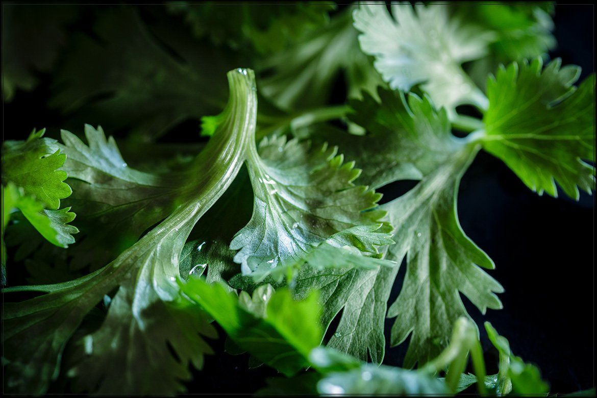 1170x780 ingredient: cilantro (fresh coriander)