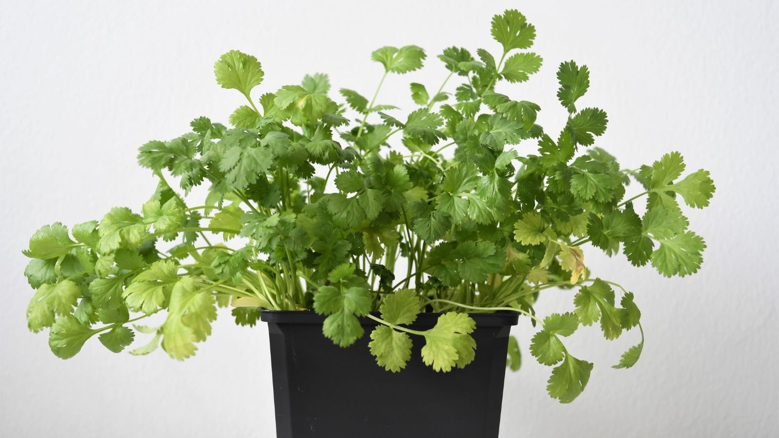 1600x900 How to Grow Cilantro Indoors