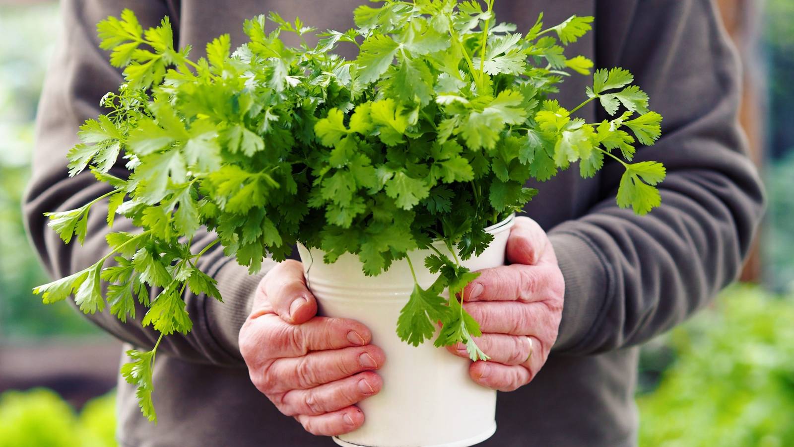 1600x900 Benefits of Growing Your Own Cilantro