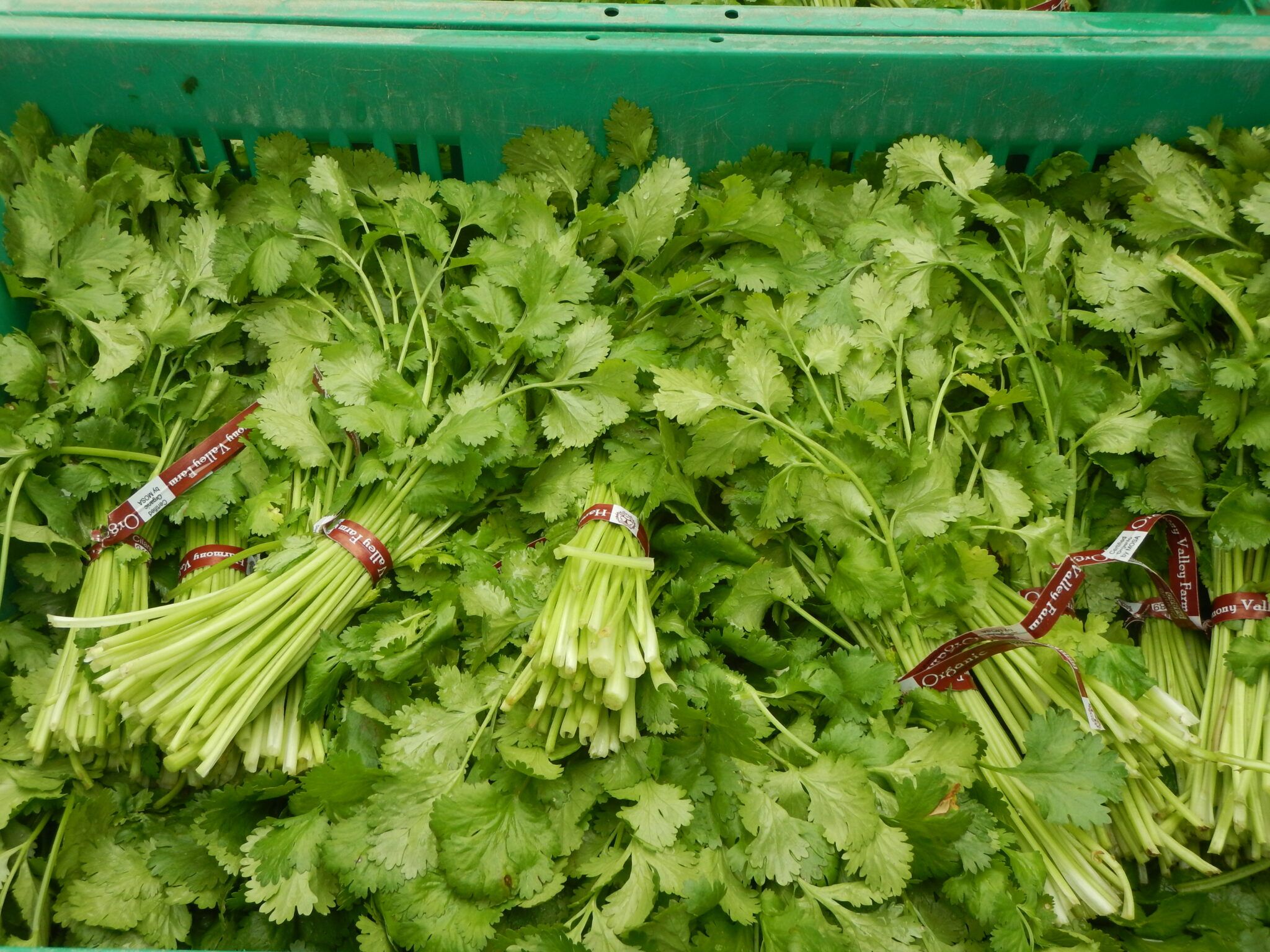 2048x1536 Cilantro