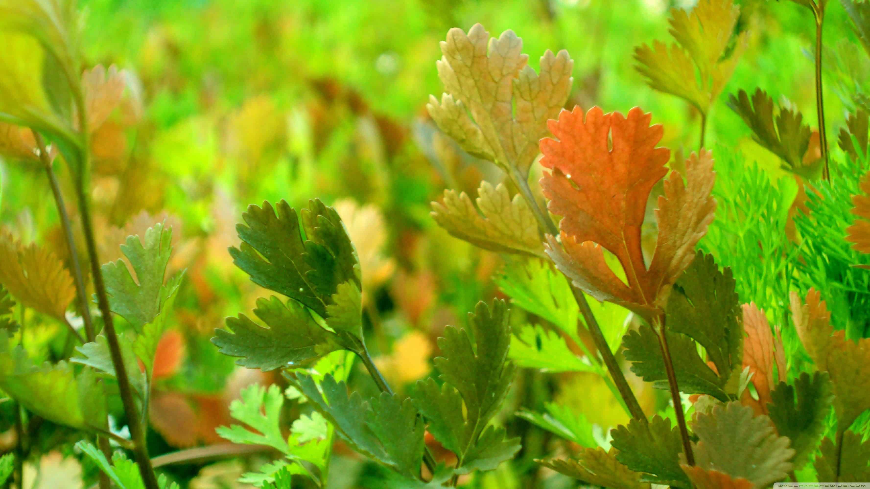 3554x1999 Cilantro Wallpaper