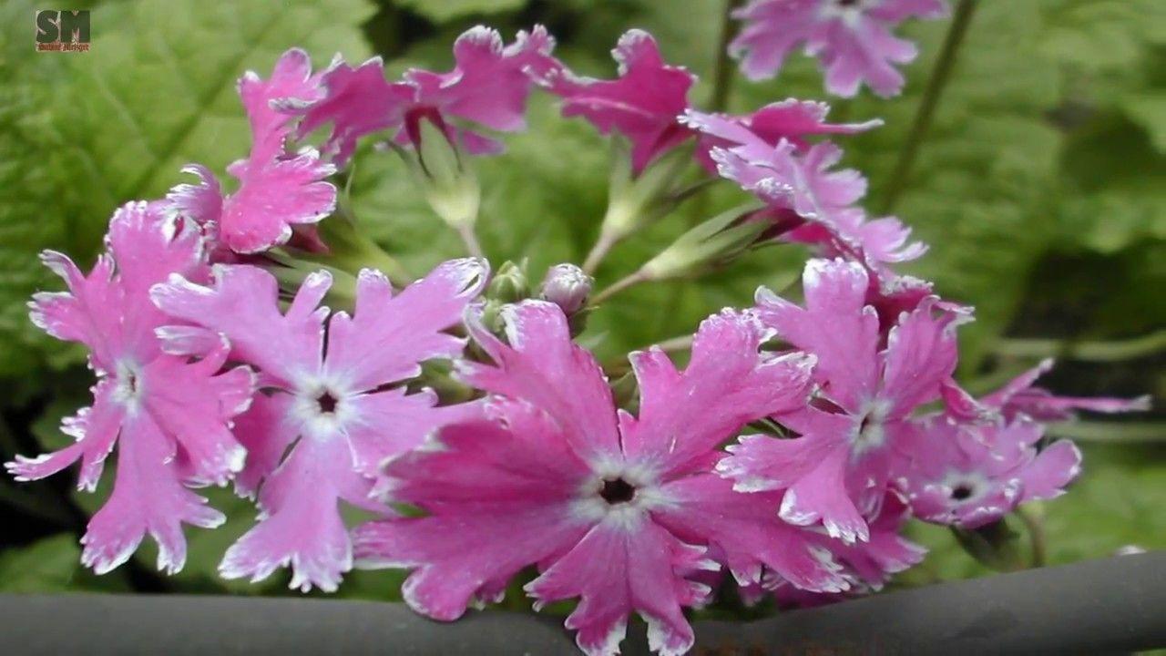 1280x720 Most Beautiful Flowers In Japan, Amazing Flowers