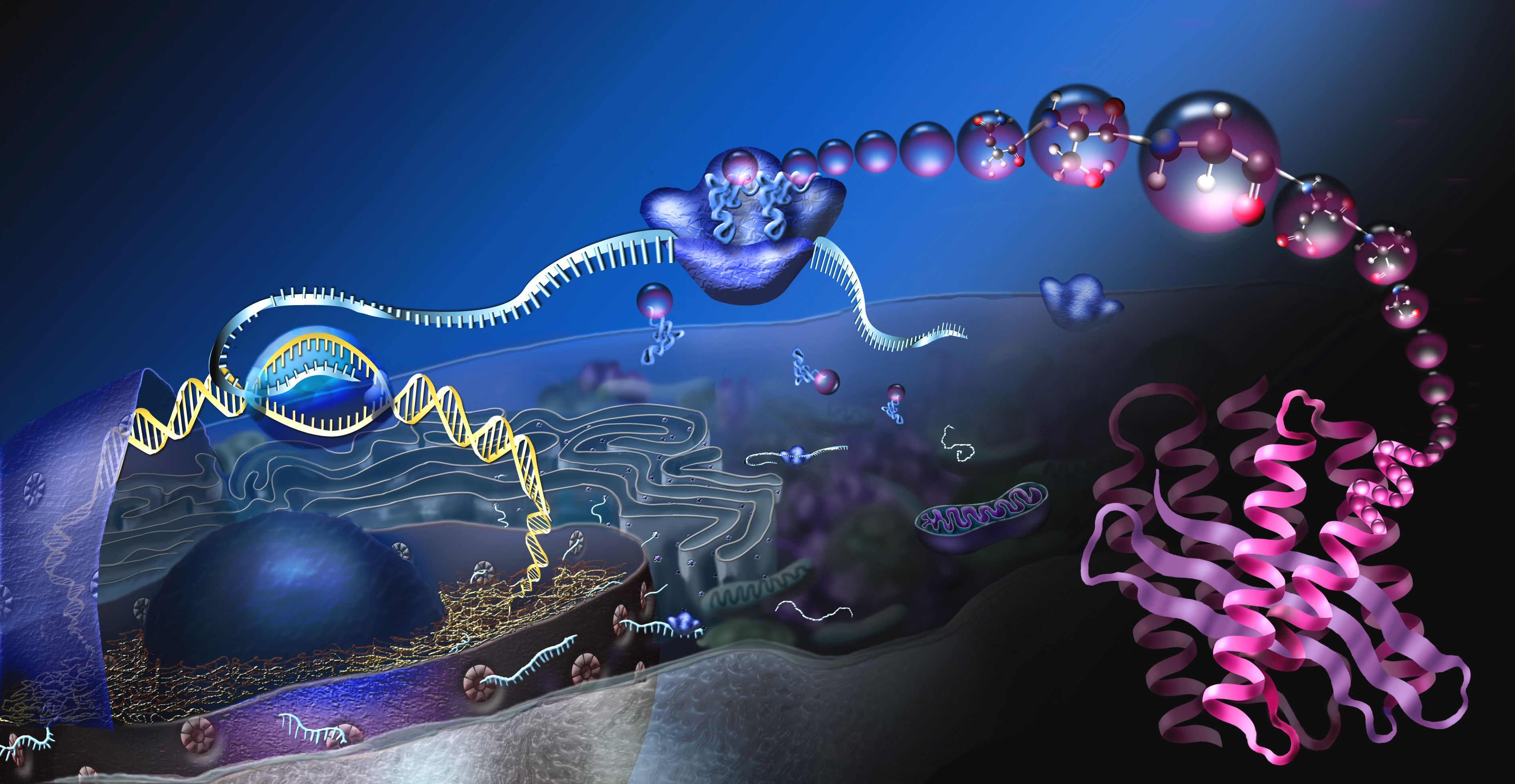 3783x1958 Shapeshifting ribosomal RNA protects bacteria from antibiotics
