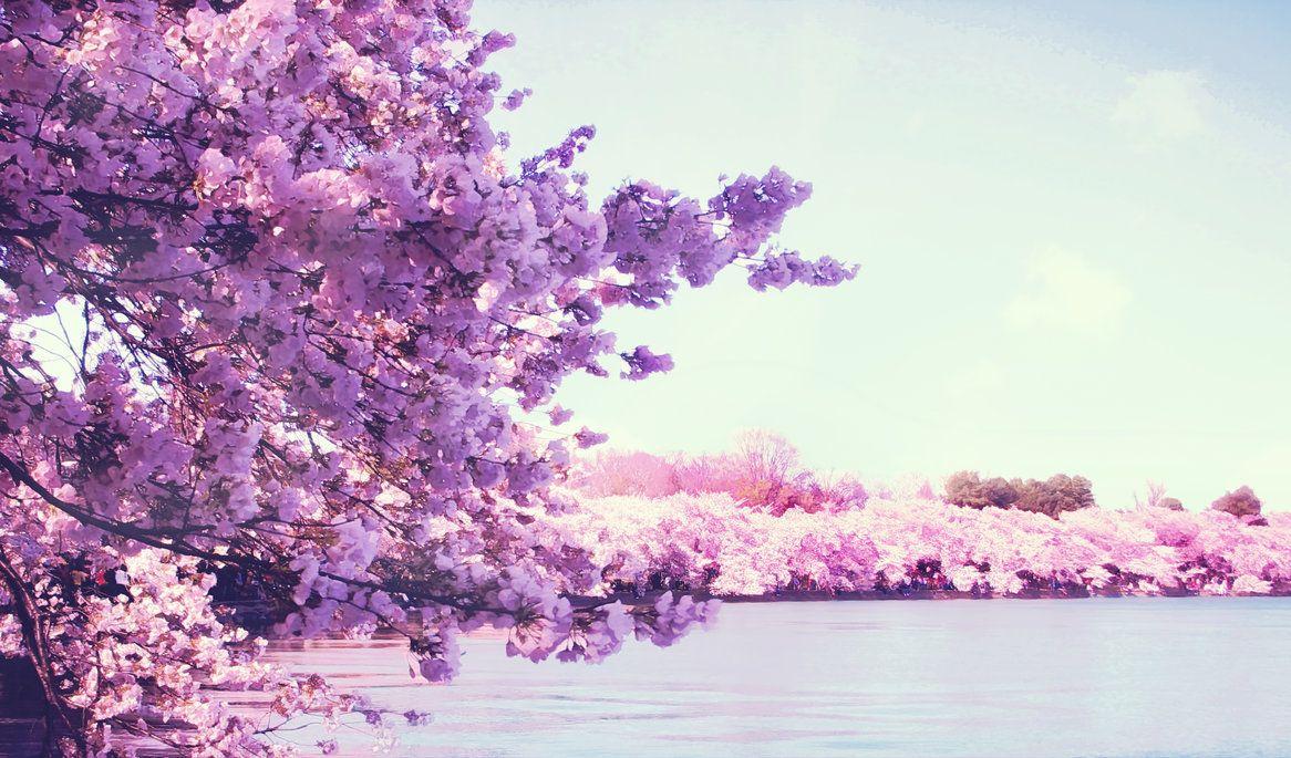 1166x685 Sakura Cherry Blossom