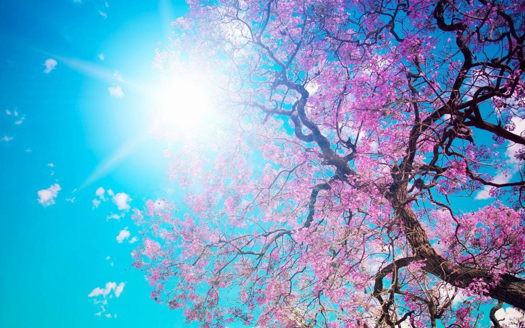 1680x1050 Free download Spring Wallpaper Best Wallpaper [1920x1080]