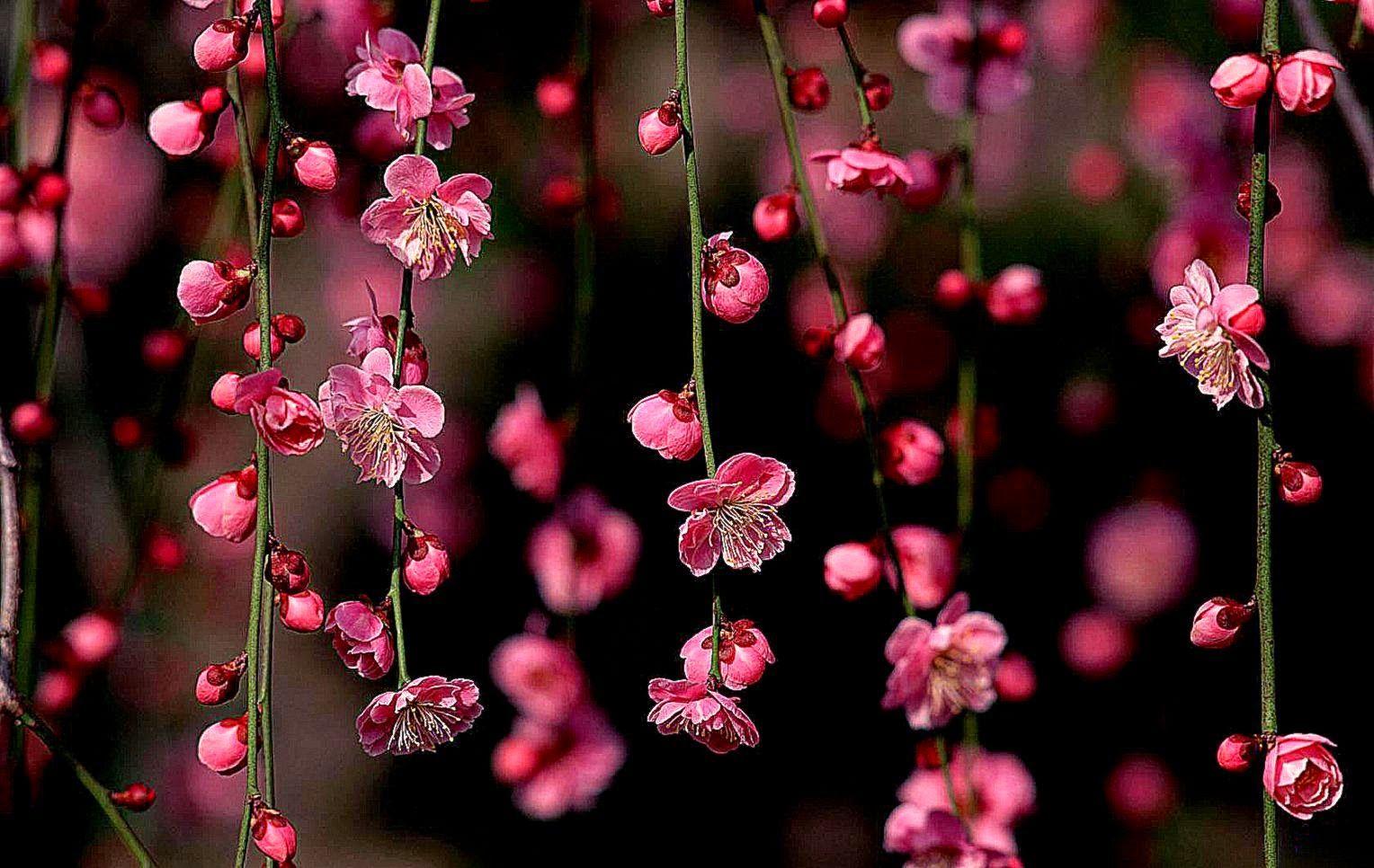 1528x966 Best Free HD Wallpaper: HD Spring Wallpaper
