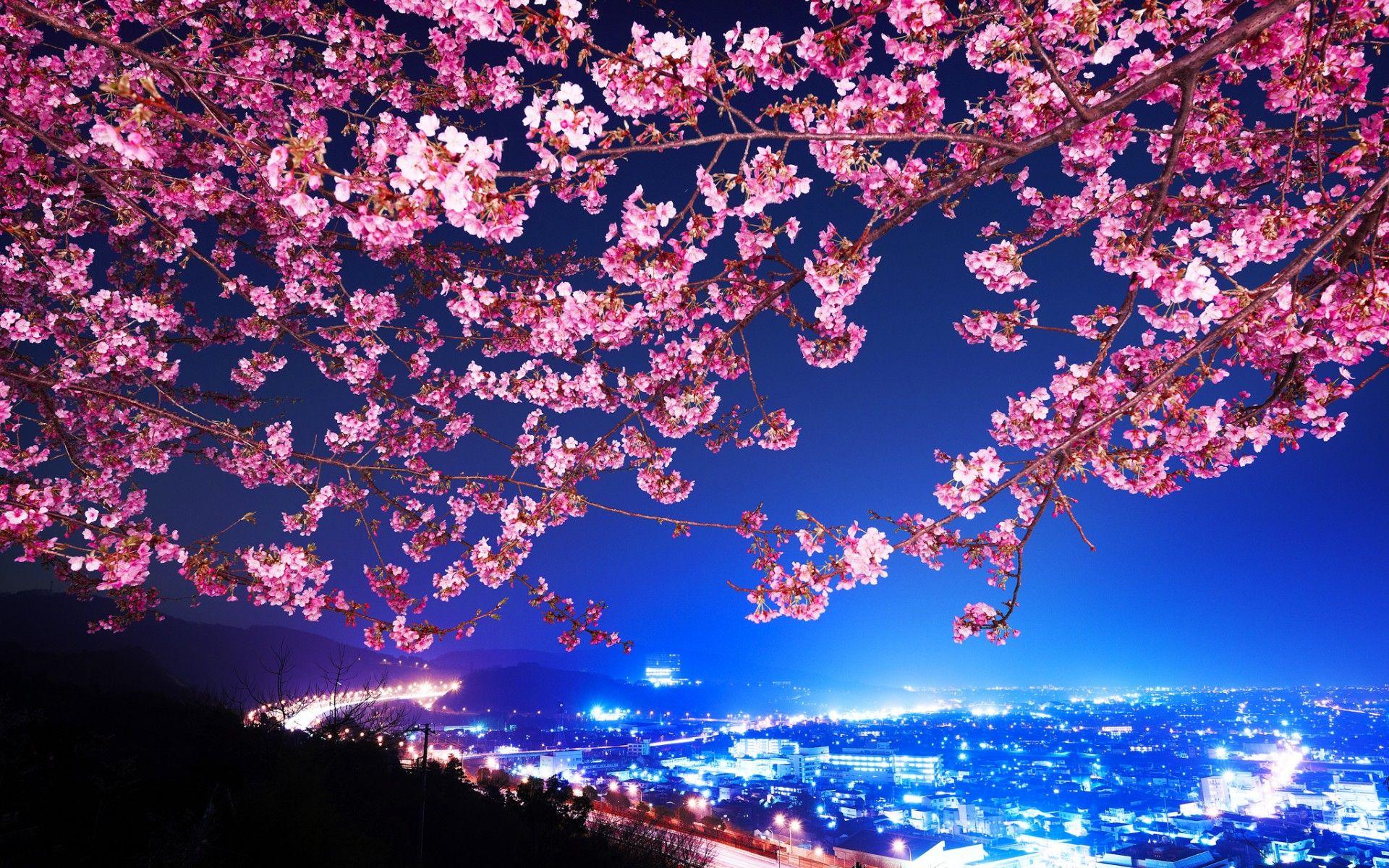 1920x1200 Mimura Nhật Bản Sakura Hoa anh đào Đường cao tốc Thành phố đêm cây hoa