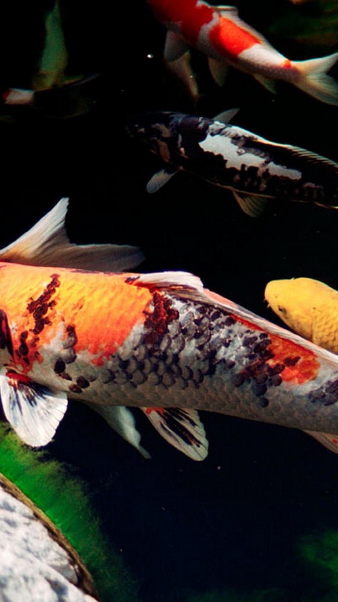 1080x1920 Japanese koi fish wallpaper
