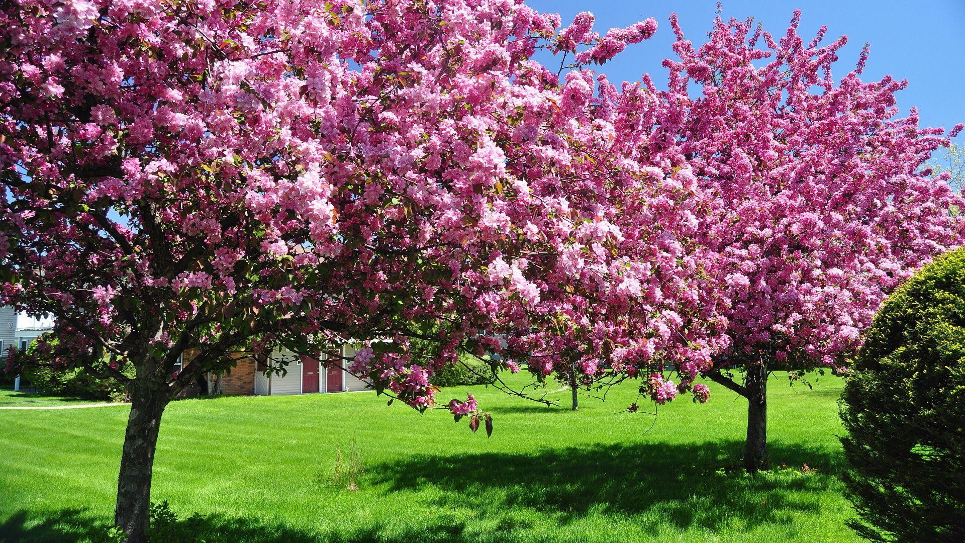 1920x1080 Best Spring Wallpaper, Nice Best Spring Image