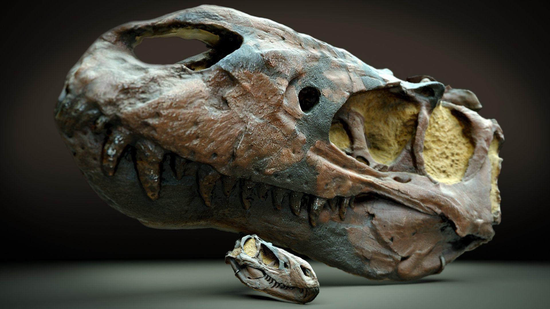 1920x1080 Want a neat dino fossil wallpaper? Here you go! -W