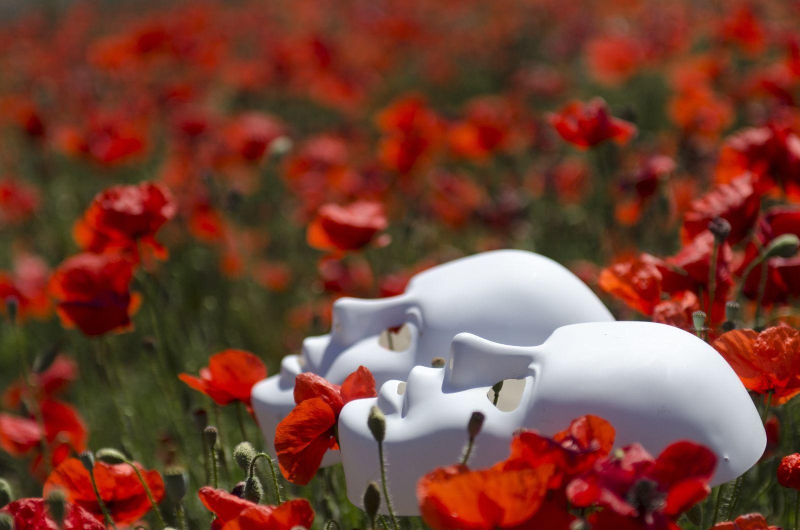 1600x1059 Nature Flowers Field Plants Red Spring