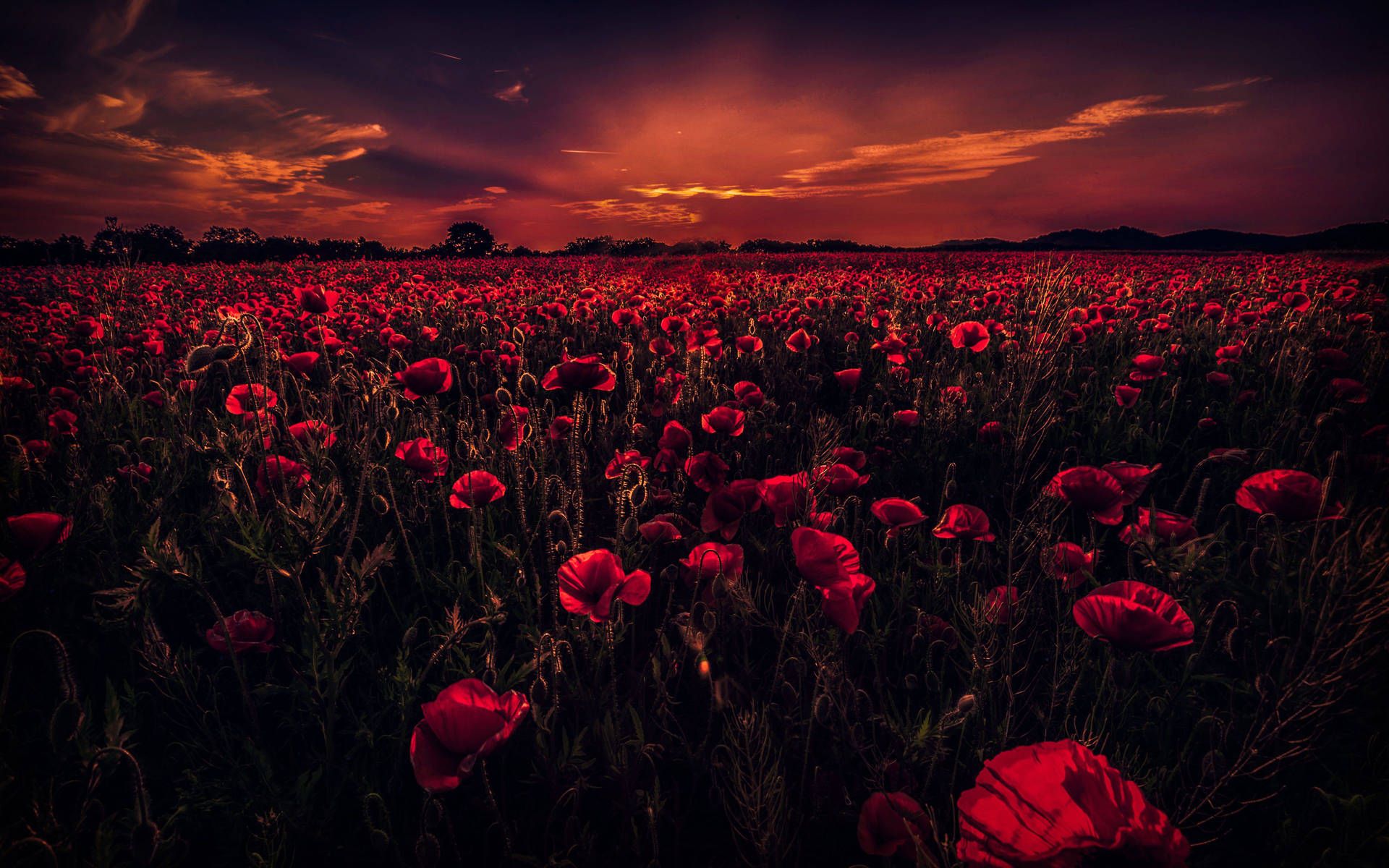 1920x1200 Download 5k Wallpaper
