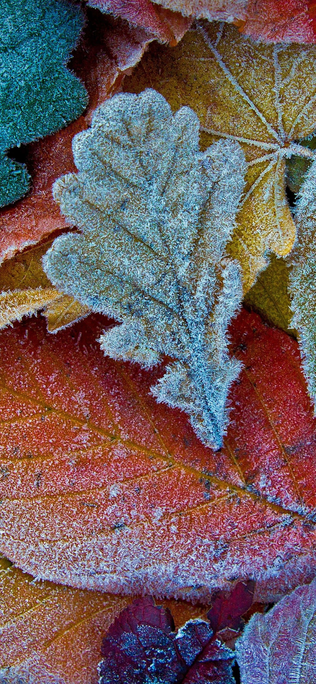 1284x2778 Autumn Leaves Frost Leaves Colorful Background Aesthetic 5K