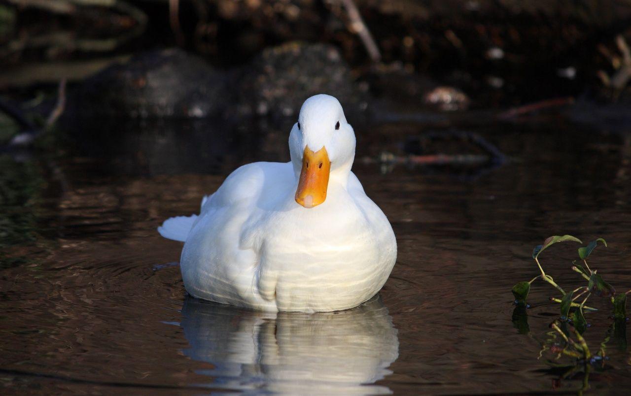 1280x804 White Duck wallpaper. White Duck
