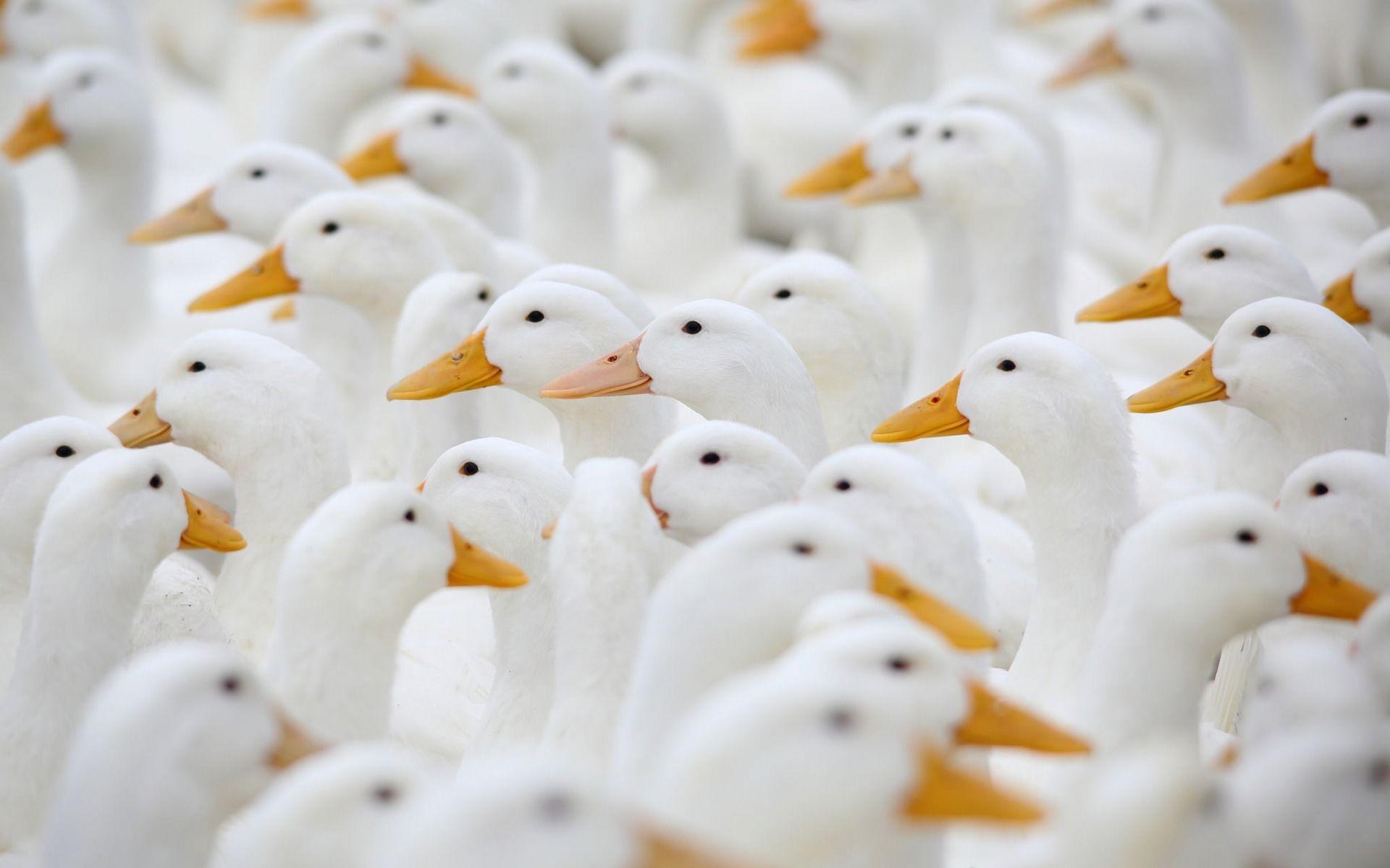 Cute White Ducks Wallpaper
