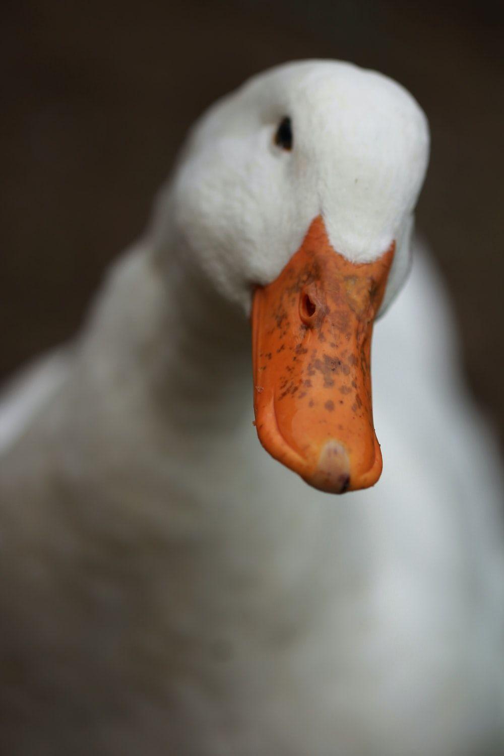 1000x1500 Duck Picture. Download Free Image