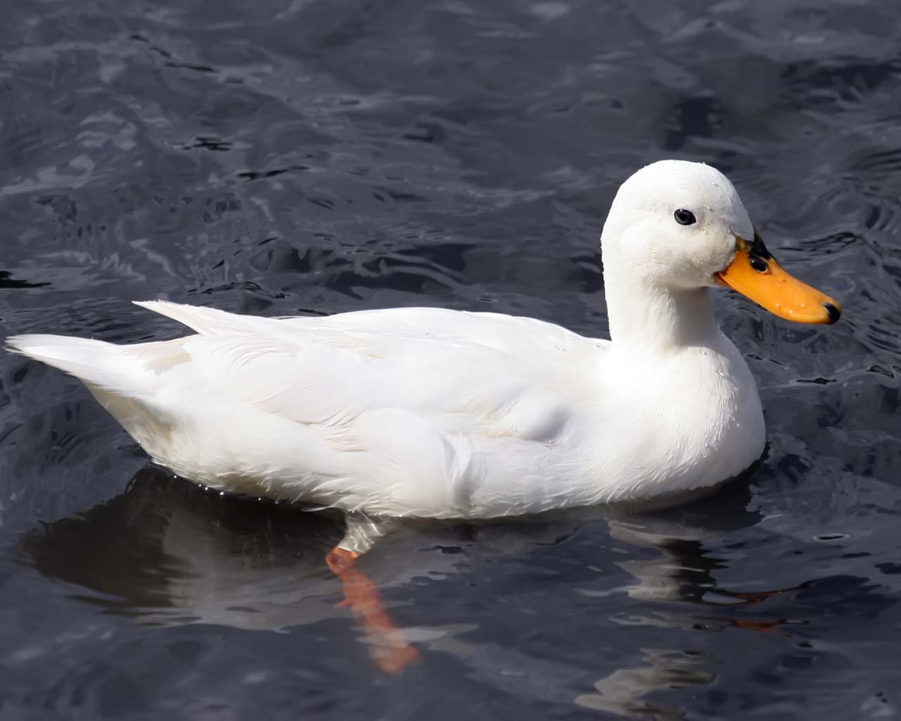 1280x1024 Duck Wallpaper. Daisy Duck Wallpaper