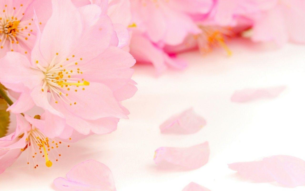 Japanese Flower Wallpapers Top Free Japanese Flower Backgrounds