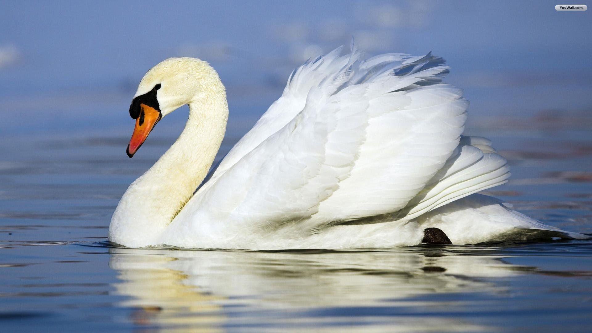 1920x1080 White Swan Wallpaper