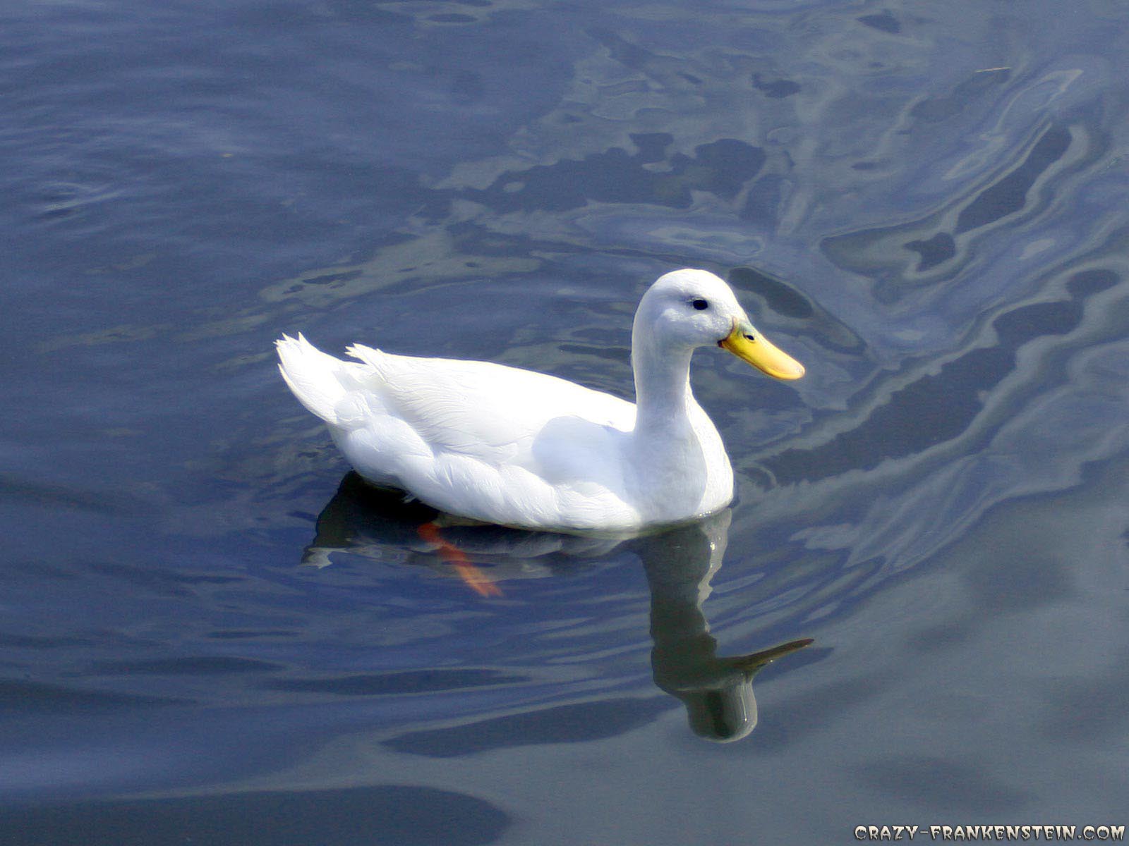 1600x1200 Duck HD Wallappers. Duck Desktop Wallpaper. Cool Wallpaper