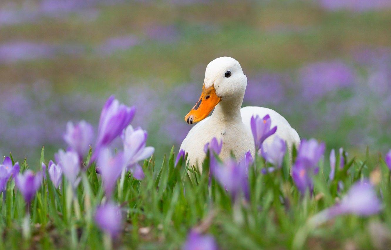 1332x850 Wallpaper flowers, spring, crocuses, white, duck, duck image