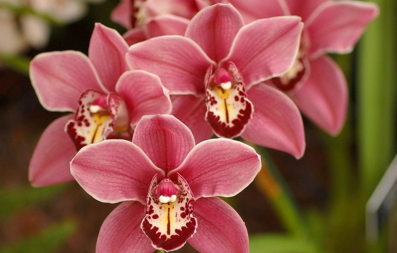 1332x850 Wallpaper flowers, nature, beauty, spring, petals, pink, orchids