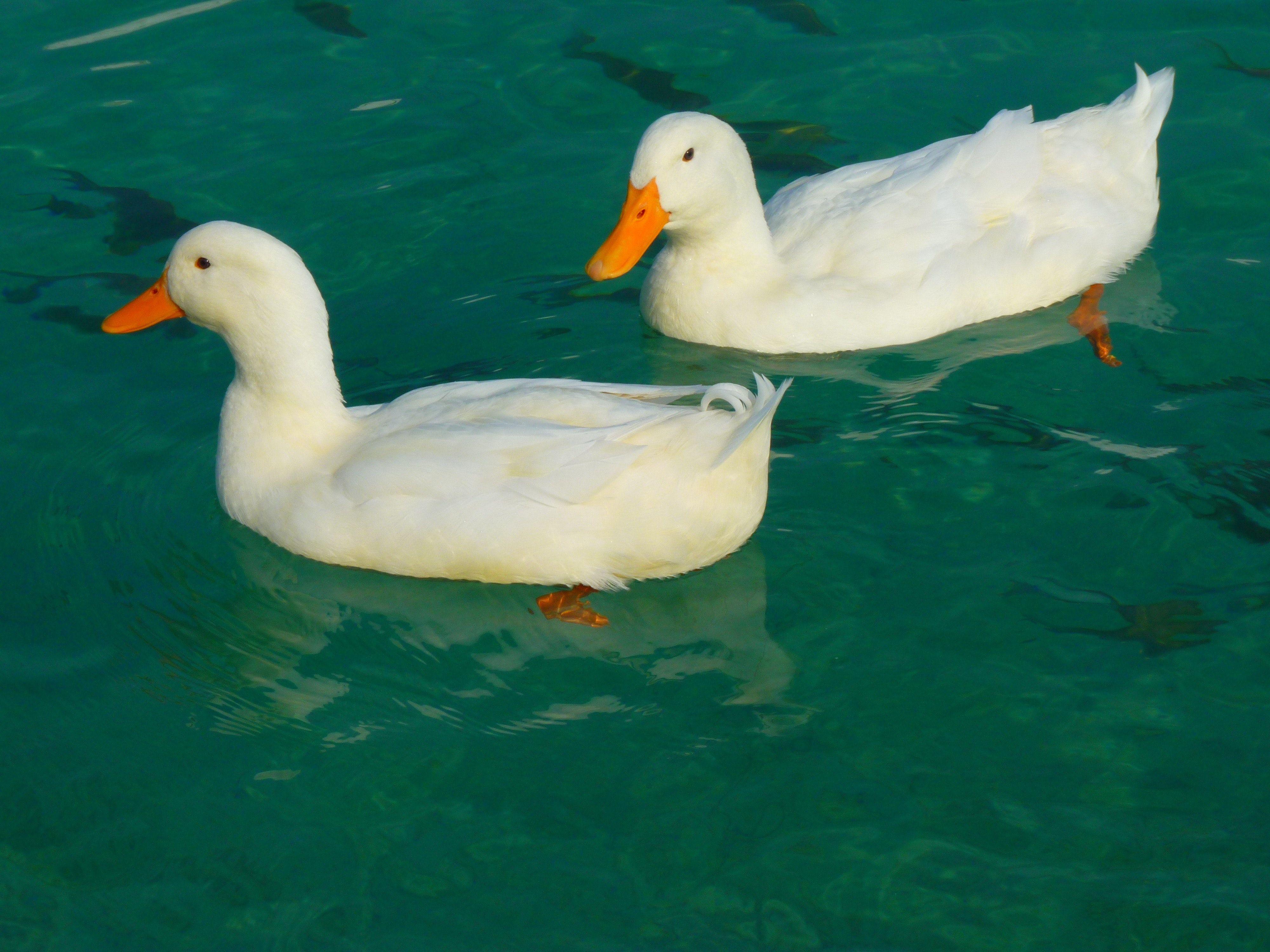 4000x3000 White Duck on Clue Clear Water · Free