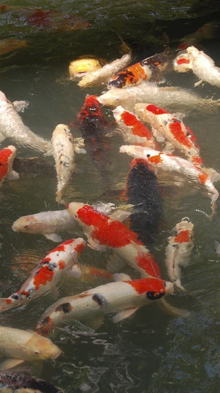 750x1334 Japan animals fish goldfish koi wallpaper