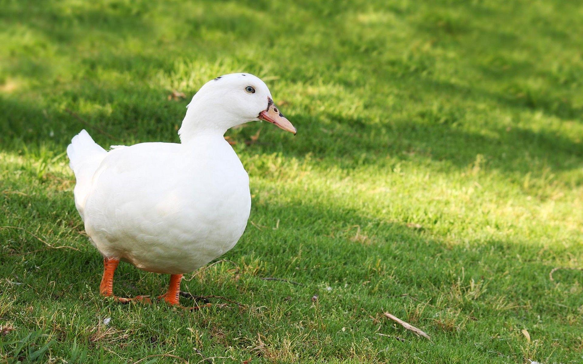 White Duck Wallpapers - Top Free White Duck Backgrounds - WallpaperAccess