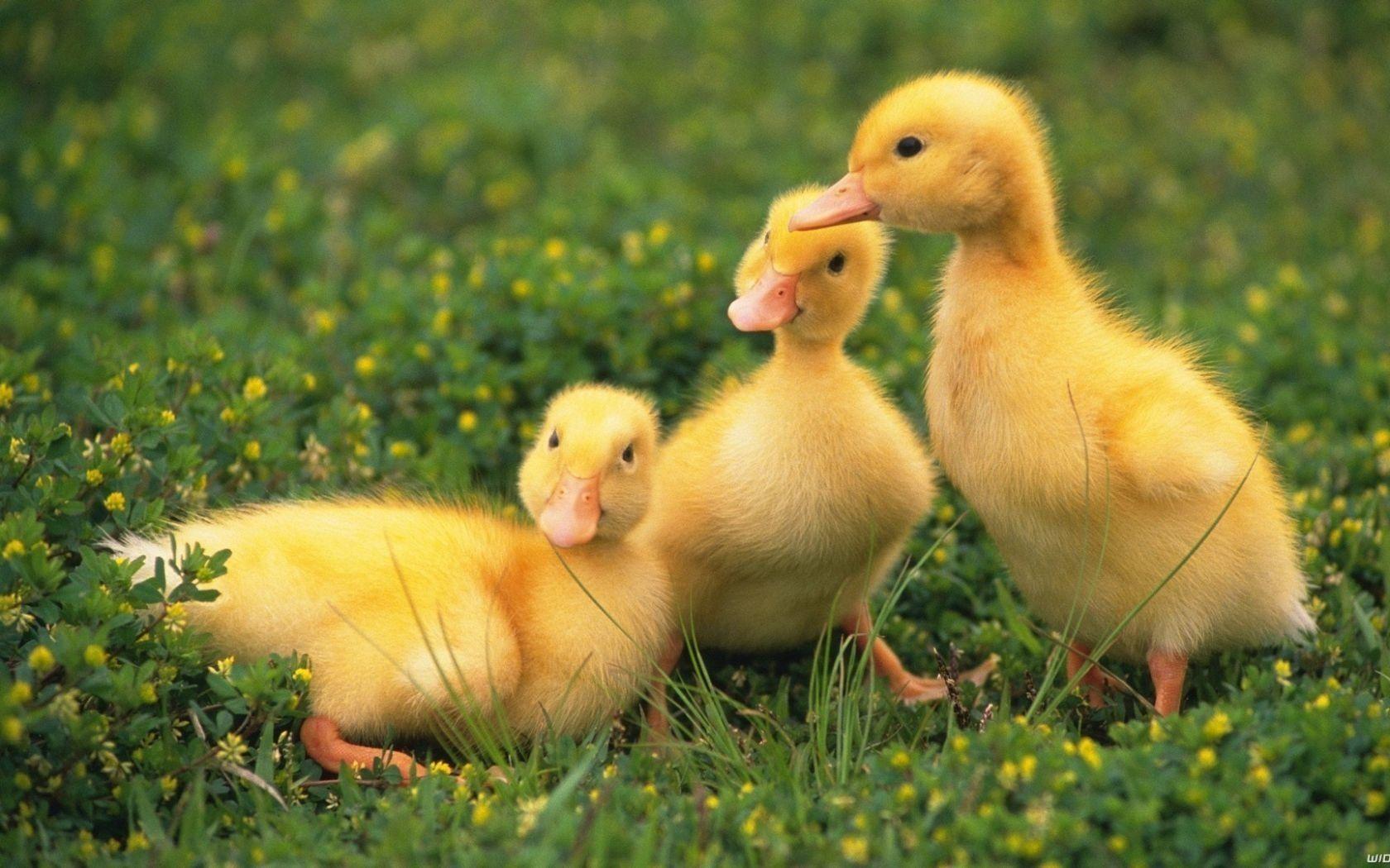 Yellow Duck Wallpapers Top Free Yellow Duck Backgrounds WallpaperAccess Yellow Duck Wallpapers Top Free Yellow Duck Backgrounds WallpaperAccess