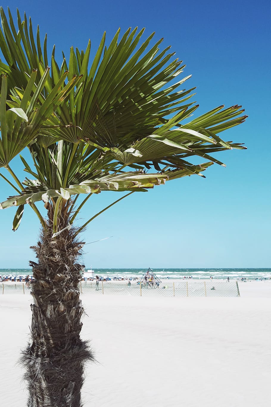 910x1365 HD wallpaper: germany, rostock, warnemünde, ostsee, balticsea, palmtree