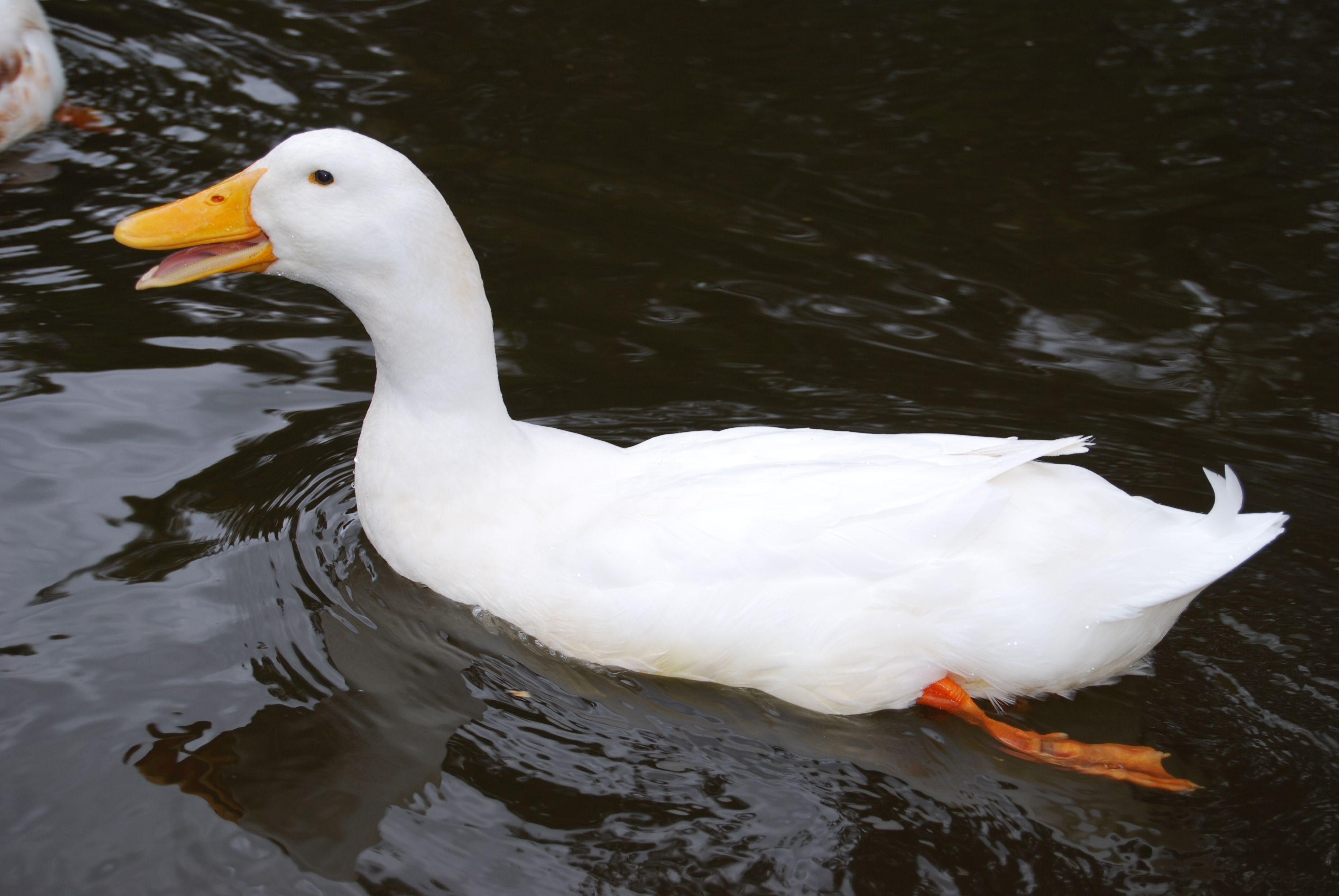 White Duck Wallpaper