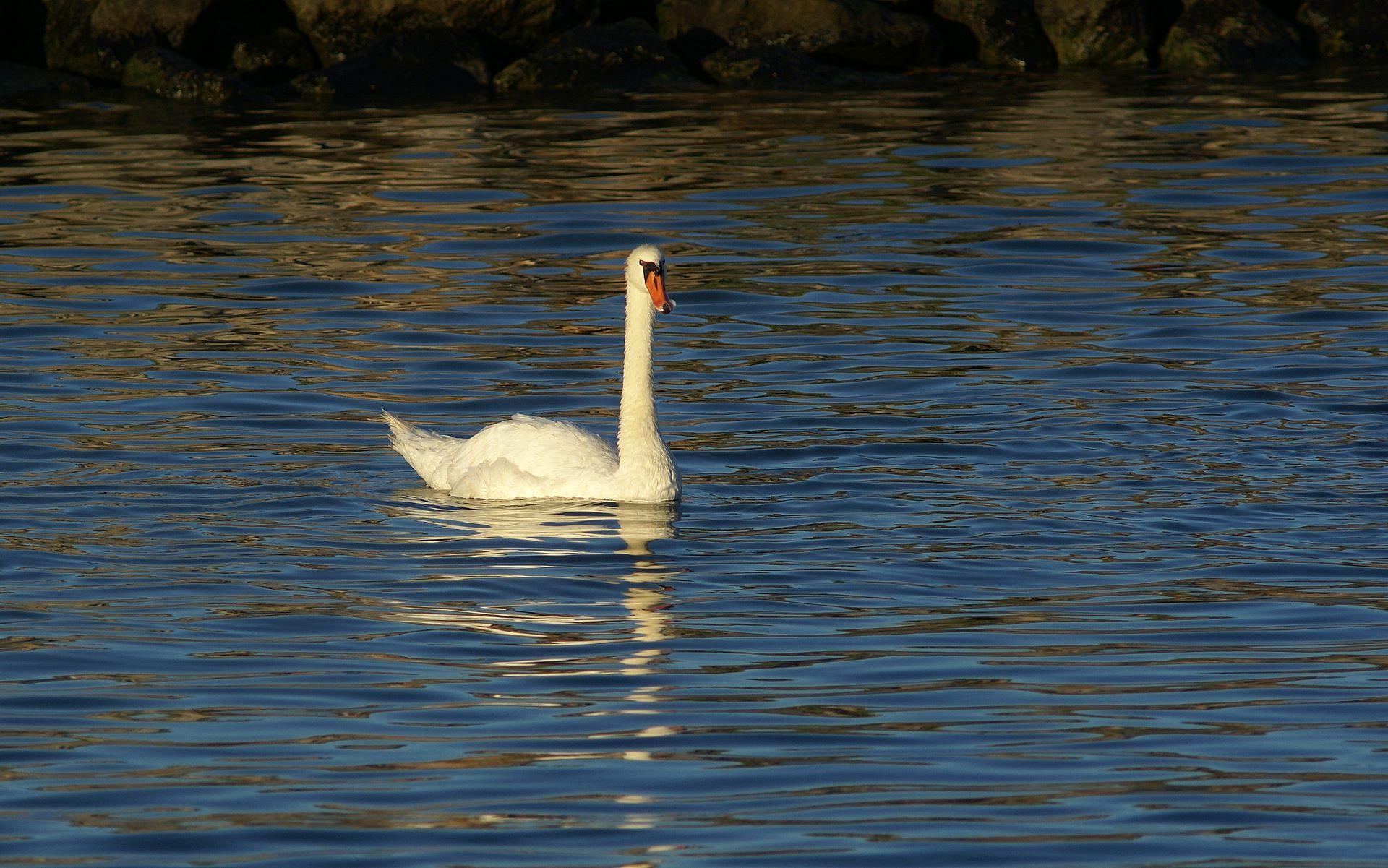 1920x1201 White Swan River wallpaper