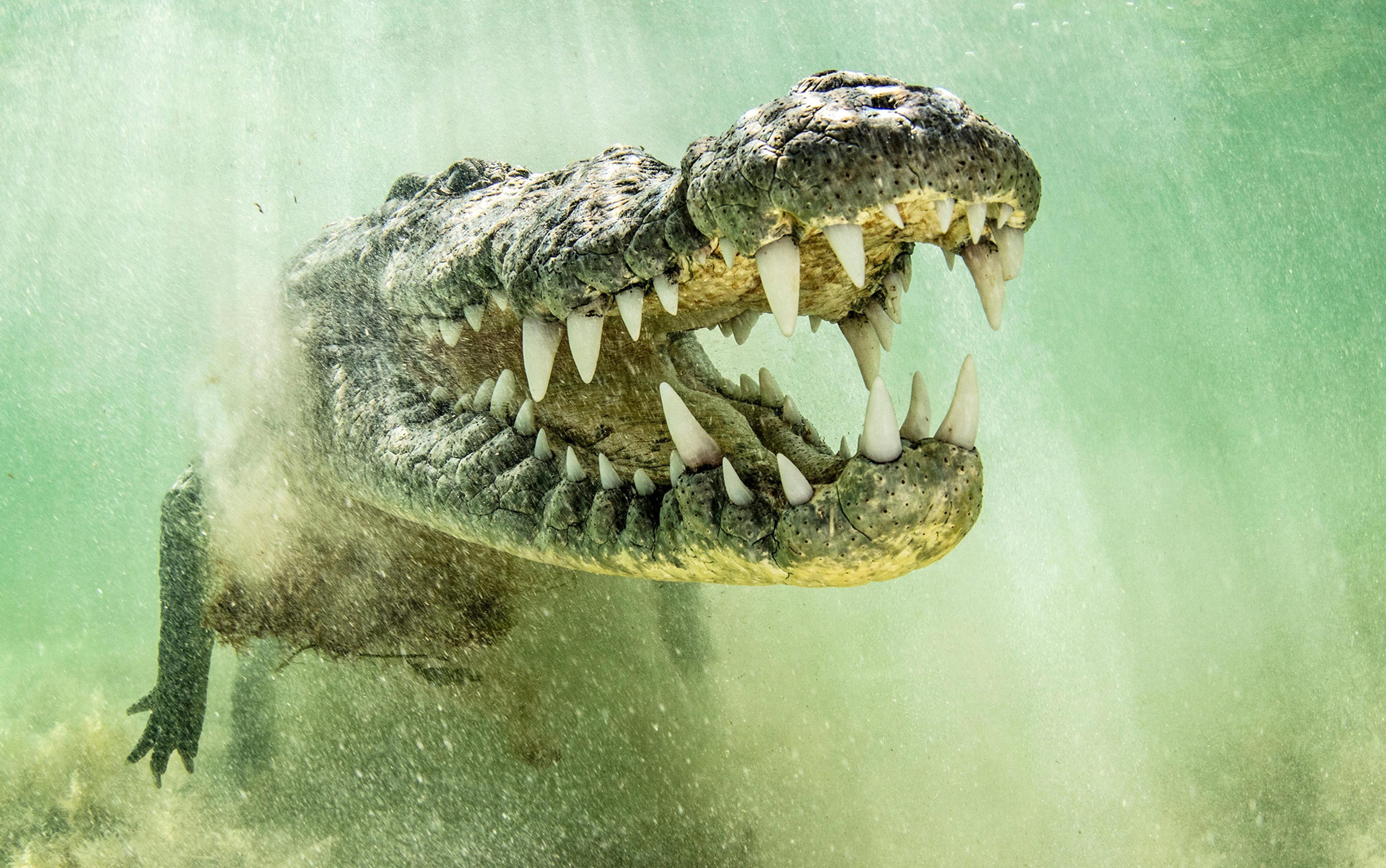 3840x2404 Philosopher's Crocodile Attack Sparks Debate Over Human Exceptionalism and Natural Entanglement