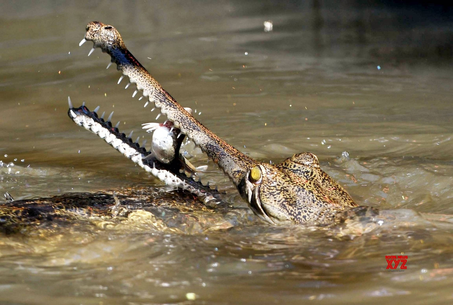 1920x1294 Download Gavial Crocodile Attack Nature Photography Wallpaper