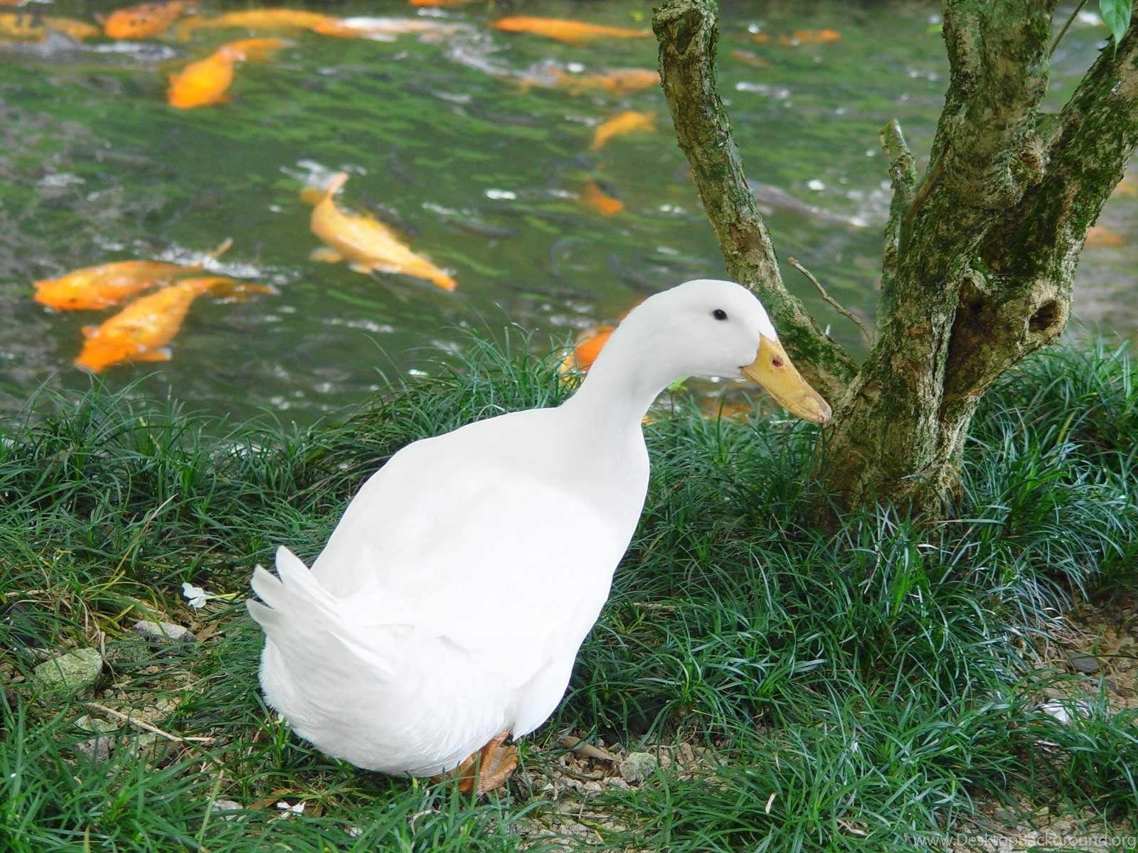 1600x1200 White Duck Wallpaper Desktop Background