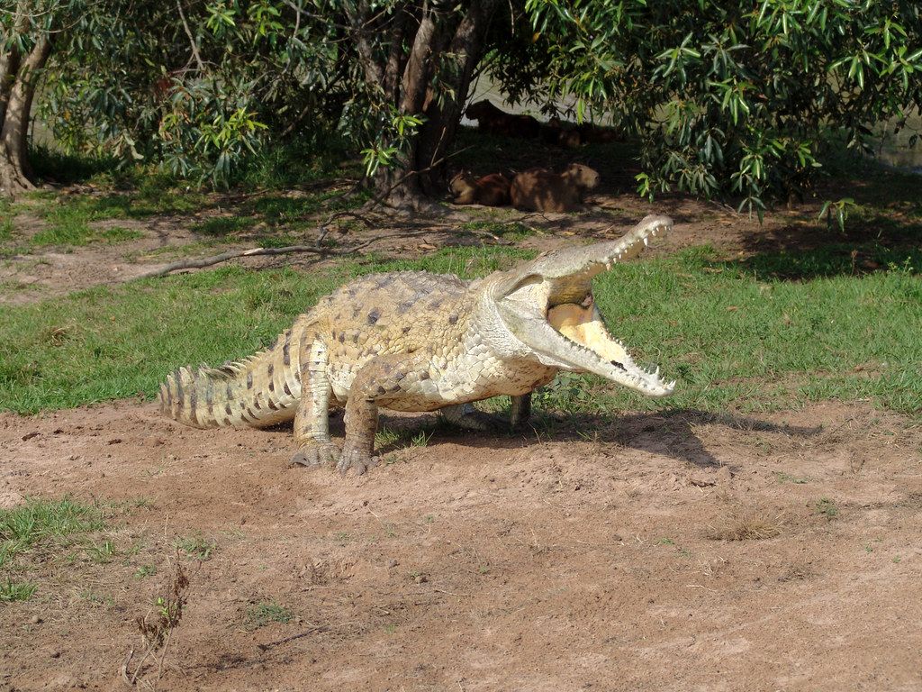 1024x768 Orinoco Crocodile Attack!