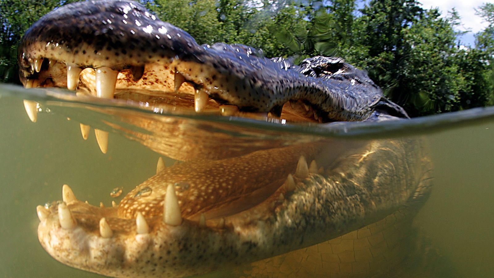 1600x900 How to survive an alligator attack