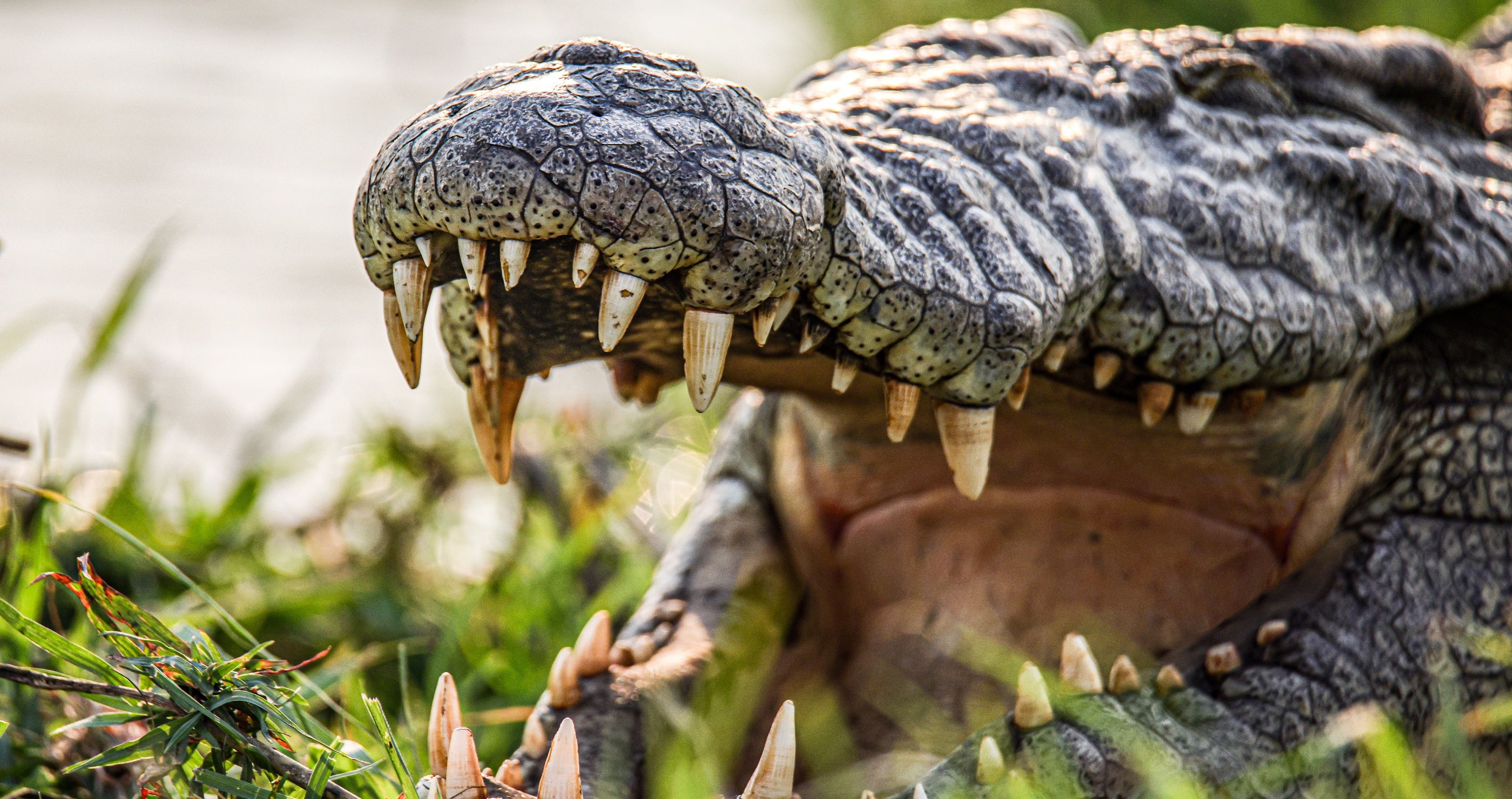 2800x1480 Man Is Hospitalized Following Gnarly Crocodile Attack with Bear Grylls