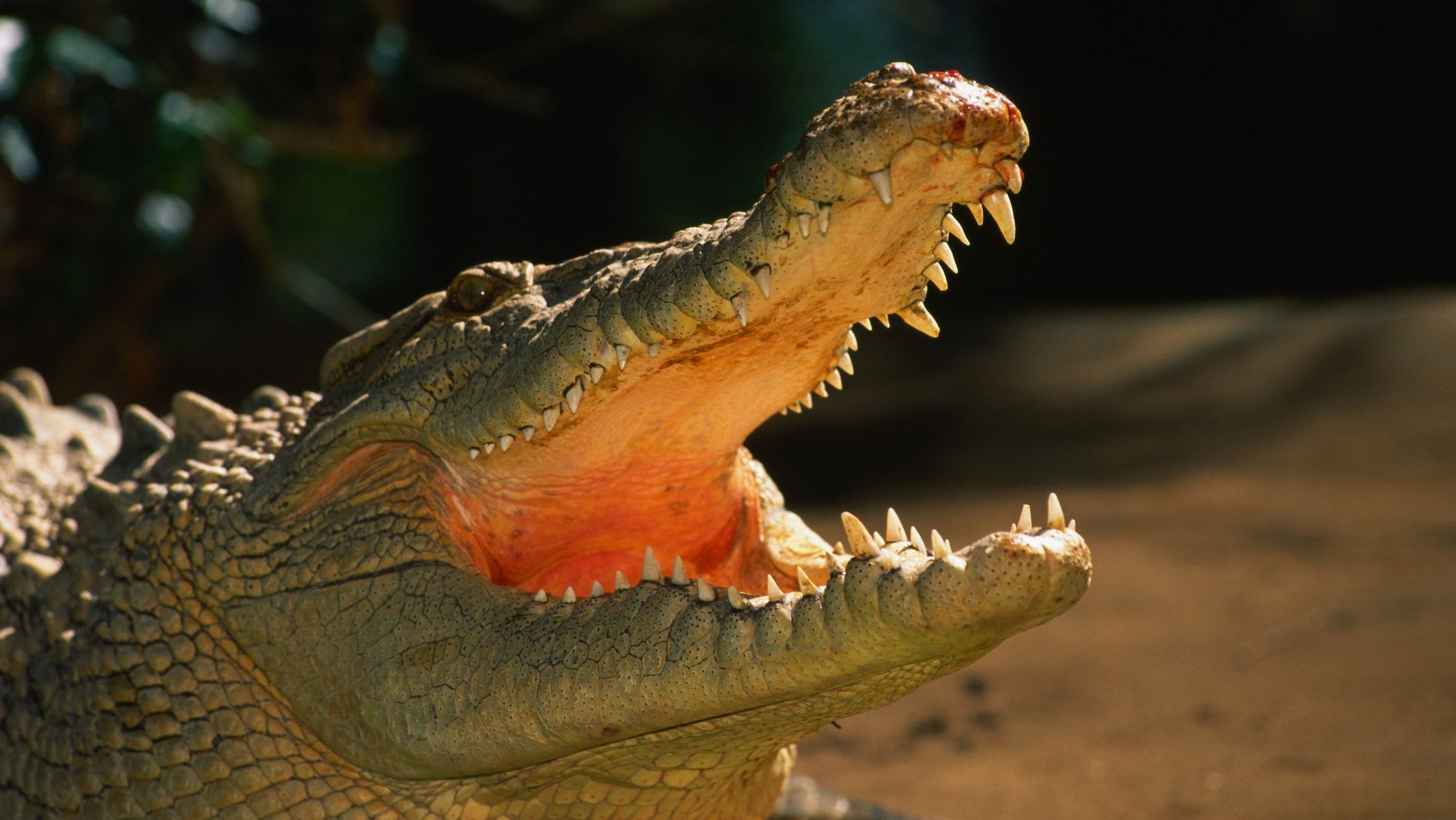 2122x1194 Eyes coming straight for me': Huge crocodile launches itself into boat with jaws wide open in strange attack