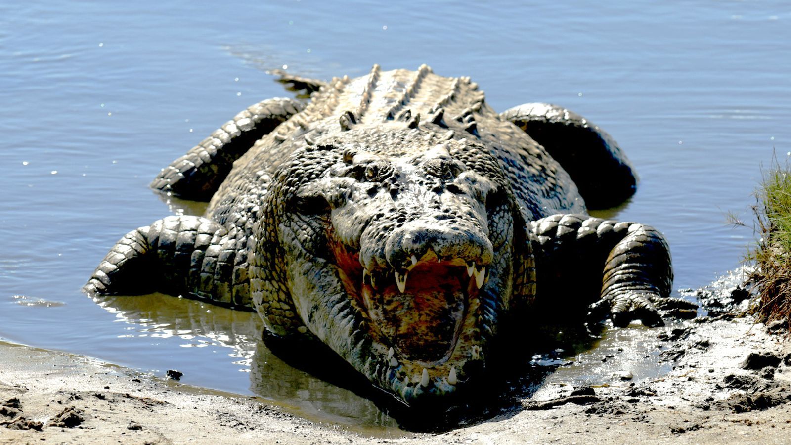 1600x900 Crocodile killed 'after fatally attacking man on holiday with wife and children' in Australia