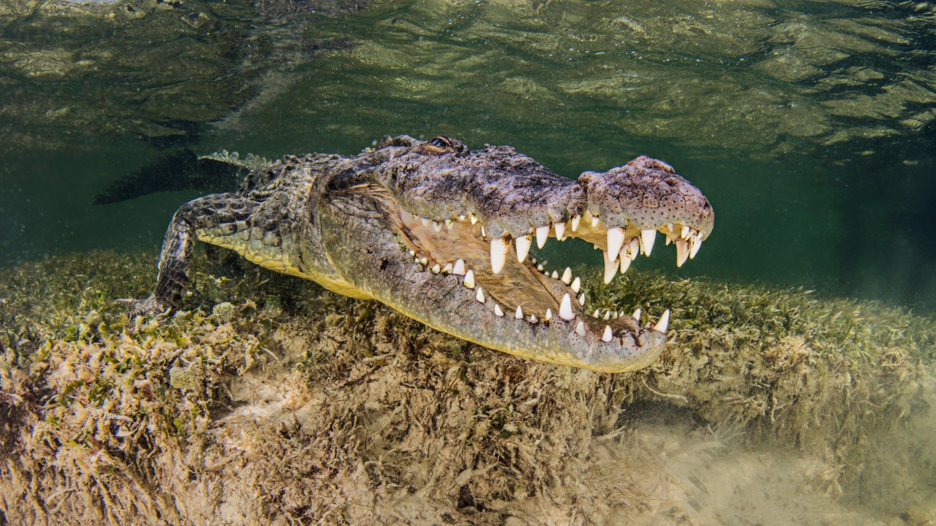 1920x1080 Crocodile attack injures 2 tourists in southern Mexico