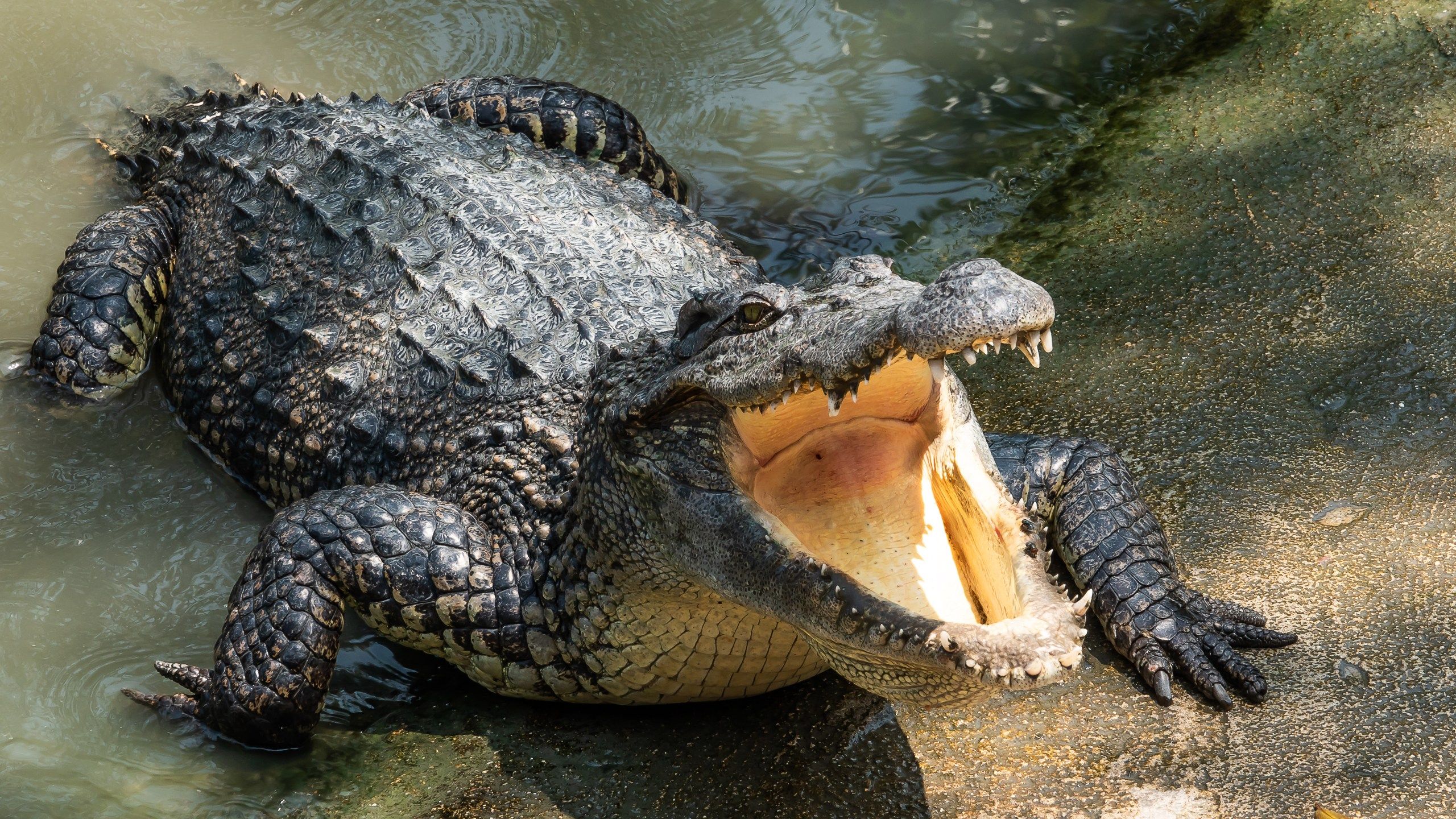 2560x1440 Steve Irwin's son chased