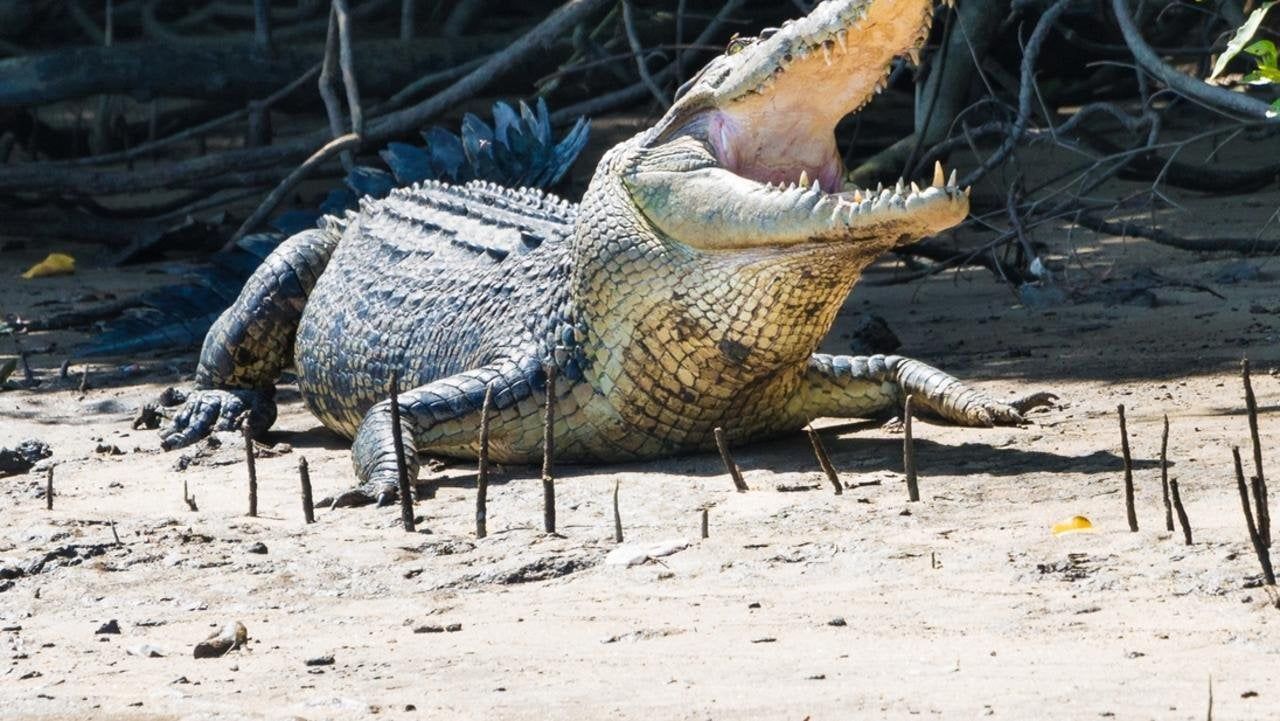 1280x721 Boy in intensive care after croc attack in Kakadu National Park