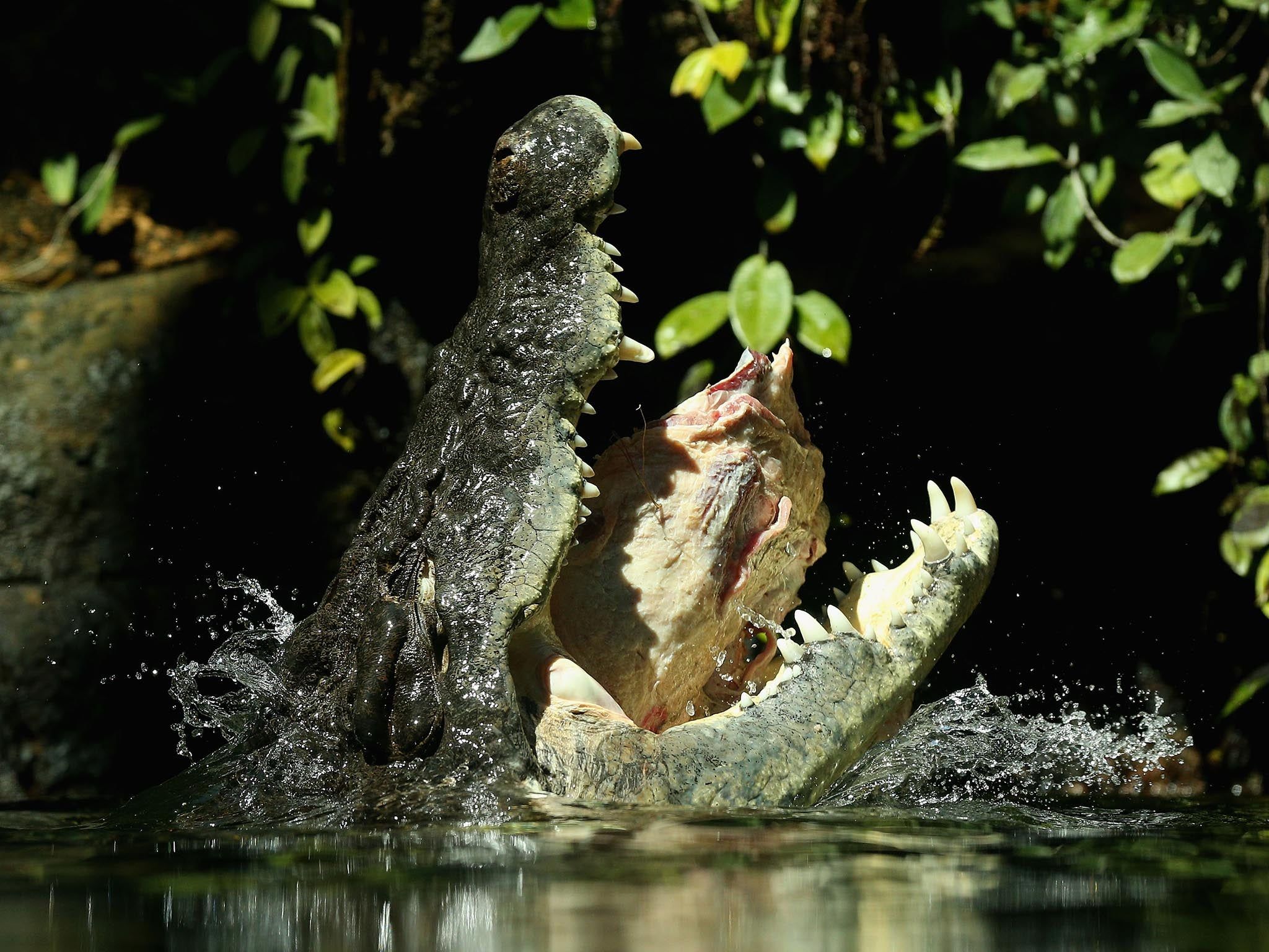2048x1536 On East Timor, crocodiles are sacred. So are Australian intruders to blame for rise in attacks on humans?