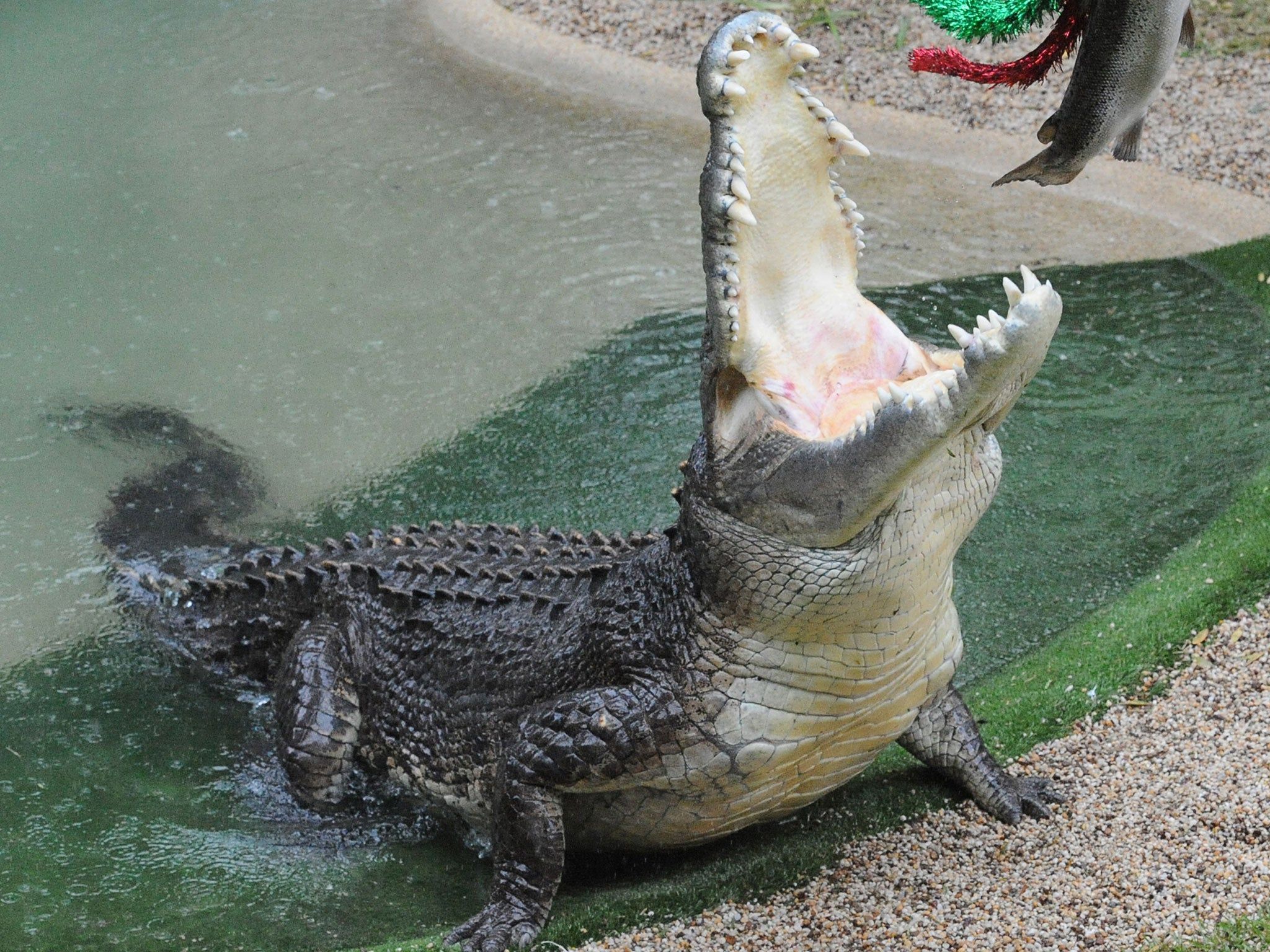 2048x1536 Crocodile attacks handler in front of horrified tourists during feeding show in Queensland