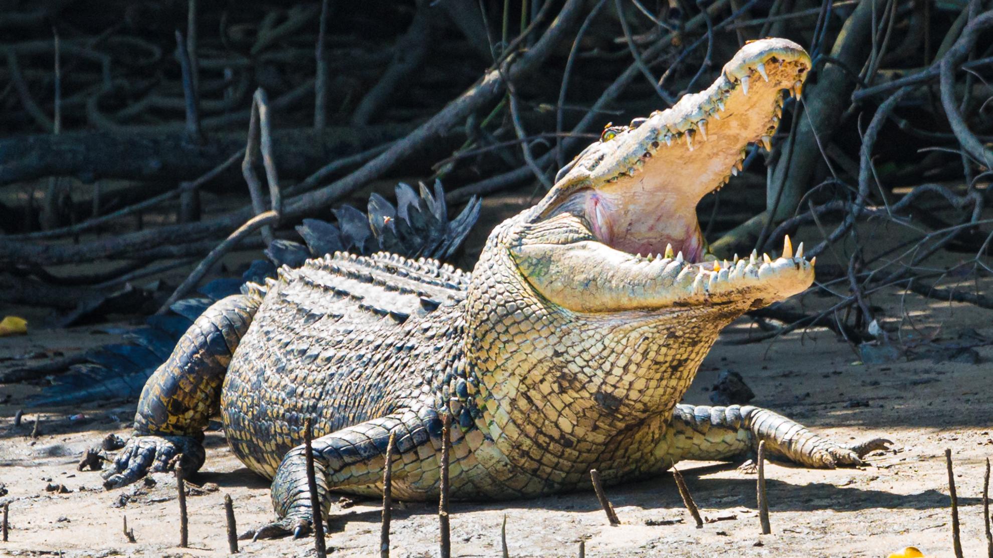 1981x1114 Crocodile mauls camper at remote WA camping spot