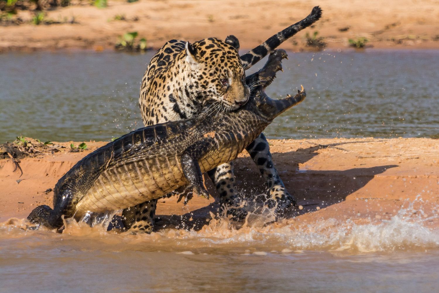 1500x1000 Jaguar Attacks Caiman in This Intense Series of Wildlife Image